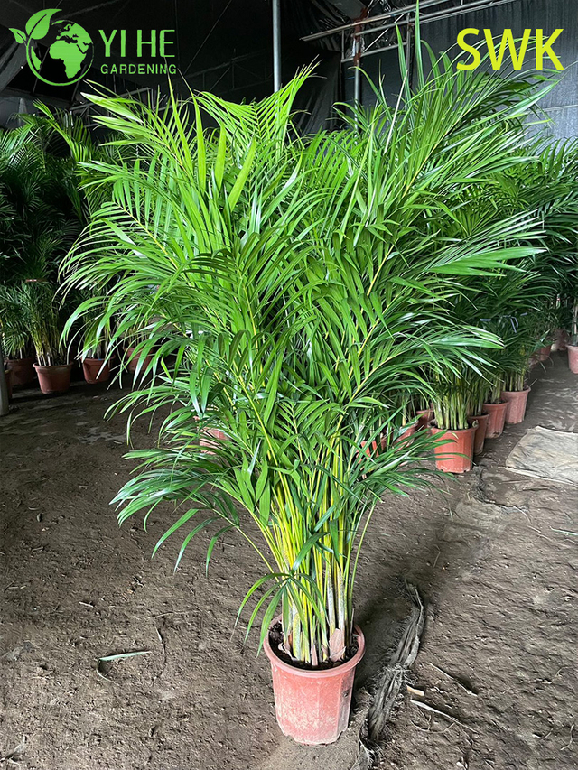 Chrysalidocarpus Lutescens Tropikalna wiecznie zielona palma do dekoracji wnętrz na zewnątrz