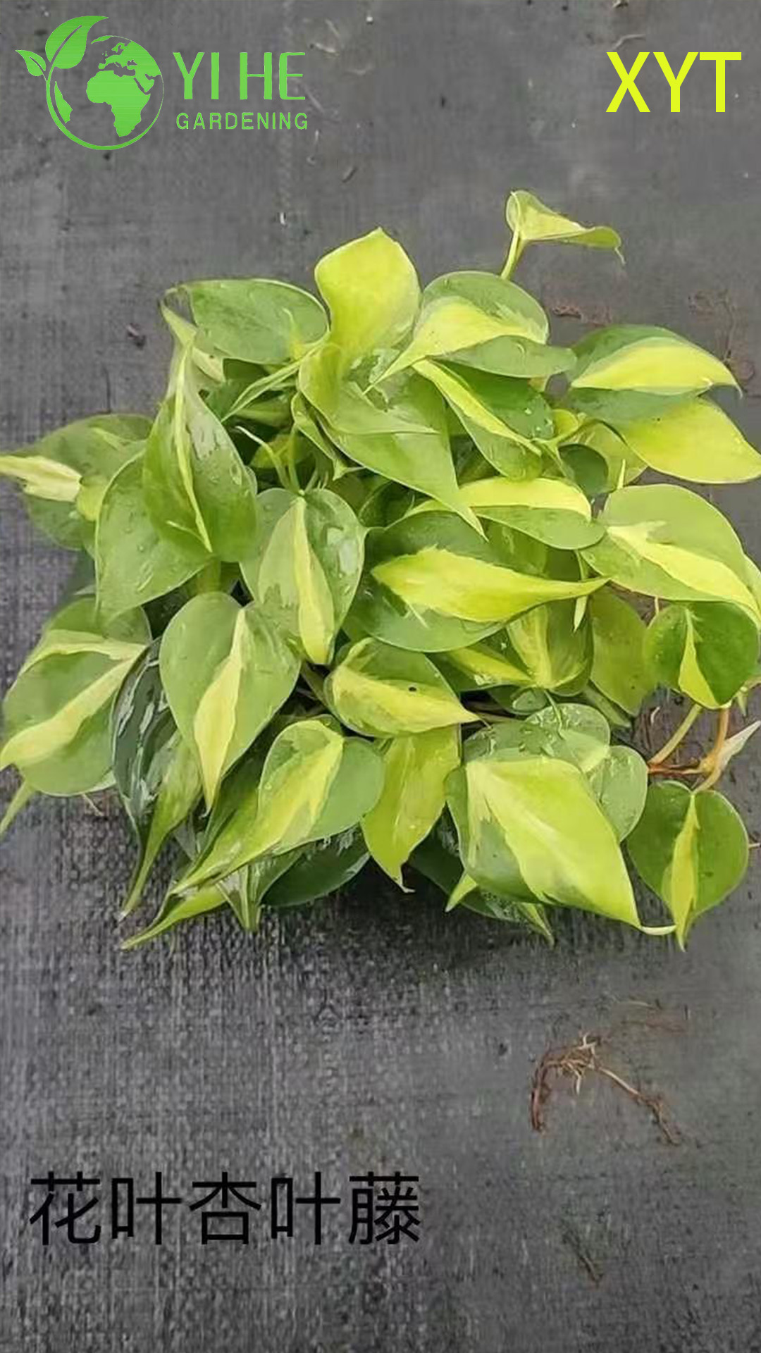 Оптовые горшечные растения Syngonium Podophyllum для внутреннего декора висячей листвы