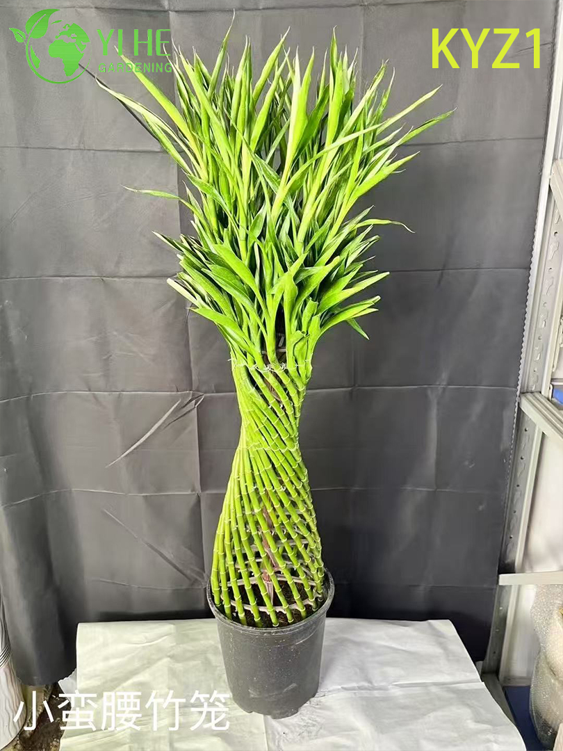 Горшечные растения Lucky Bamboo Dracaena оптом для домашнего декора и подарков