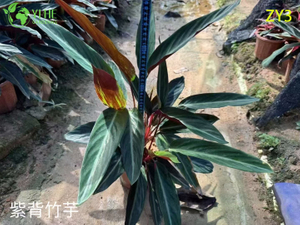 Plantas ex&oacute;ticas de Calathea al por mayor - Decoraci&oacute;n de jardines y plantas de interior con follaje tropical