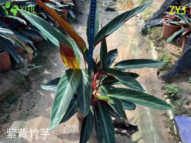 Plantas ex&oacute;ticas de Calathea para atacado - Planta de casa com folhagem tropical e decora&ccedil;&atilde;o de jardim