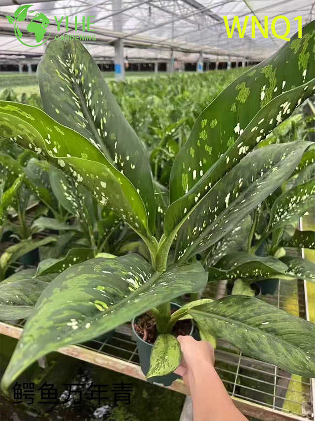 Venta al por mayor de plantas en macetas de Aglaonema para decoraci&oacute;n purificadora de aire de hoja perenne en interiores