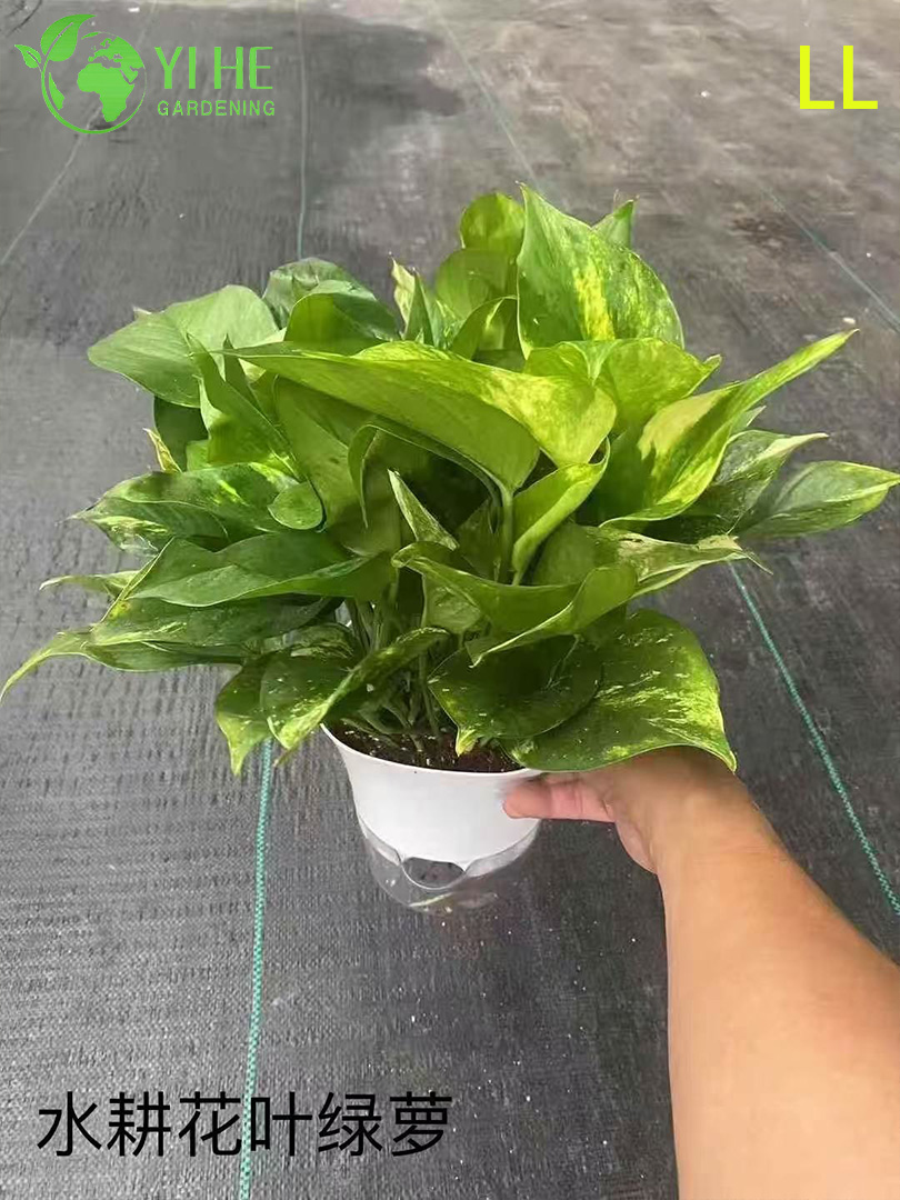 Venta al por mayor de plantas en macetas Epipremnum Aureum para decoraci&oacute;n purificadora de aire colgante en interiores