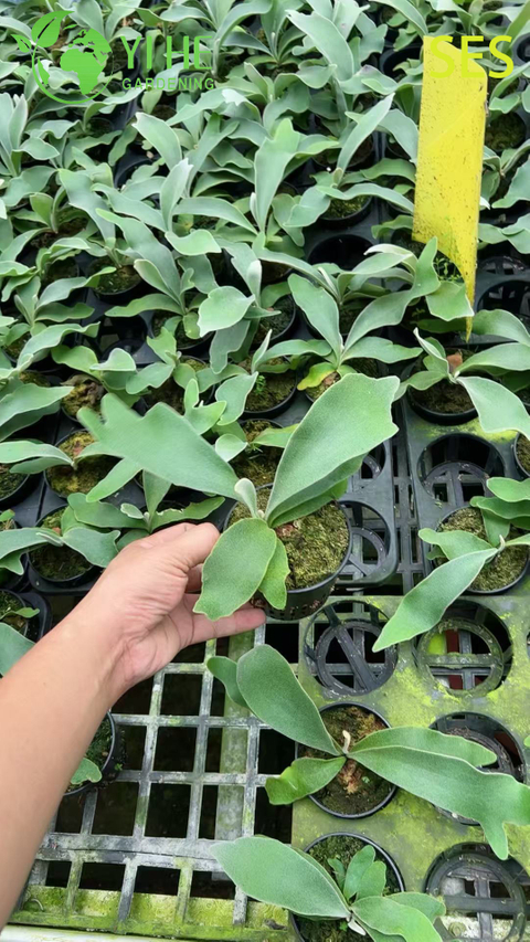 ขายส่งไม้กระถาง Philodendron 'Celsos' สำหรับการตกแต่งใบไม้เขตร้อนในร่ม