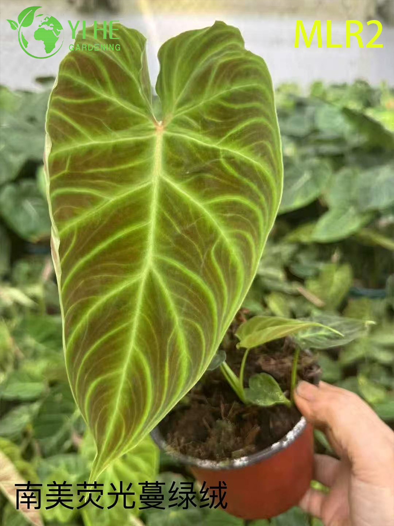 Plantas de filodendro al por mayor - Follaje tropical para paisajismo decorativo interior y exterior