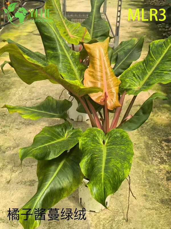 Venda por atacado de plantas tropicais de filodendro para decora&ccedil;&atilde;o interna e externa