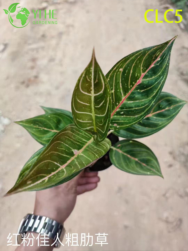 Toptan Aglaonema Bitkileri - Ev ve Ofis i&ccedil;in Canlı Yapraklı İ&ccedil; Mekan Dekoratif Yeşillik