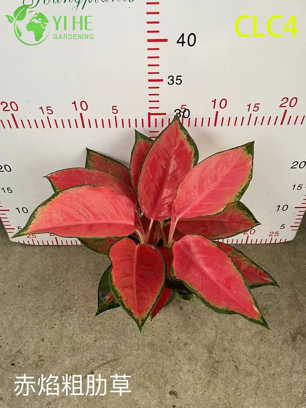 الجملة نباتات Aglaonema الاستوائية للديكور الداخلي والخارجي