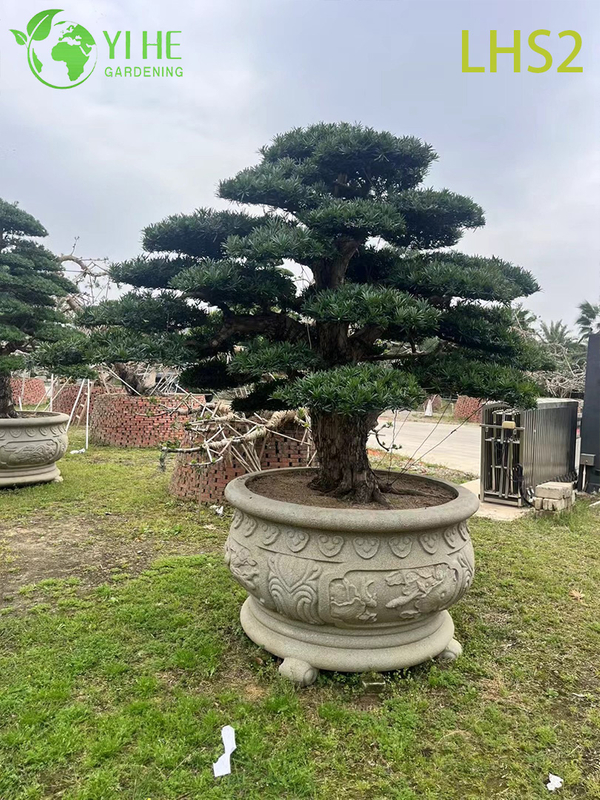 សិល្បៈ - រាង Podocarpus Bonsai សម្រាប់ការបង្ហាញសួន