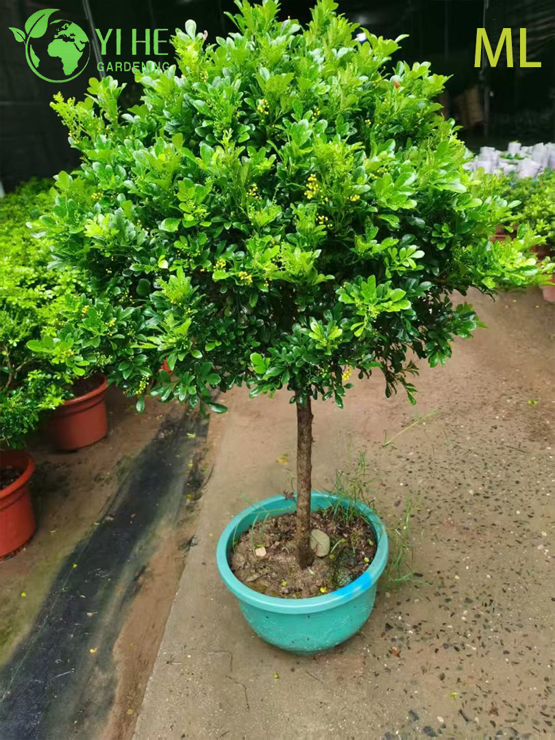 इनडोर सजावट के लिए सुगंधित एग्लिया ओडोरटा बोनसाई