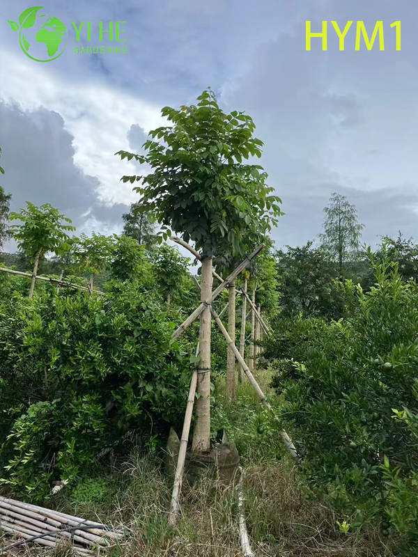 Albero fiorito ornamentale nativo di Spathodea campanulata