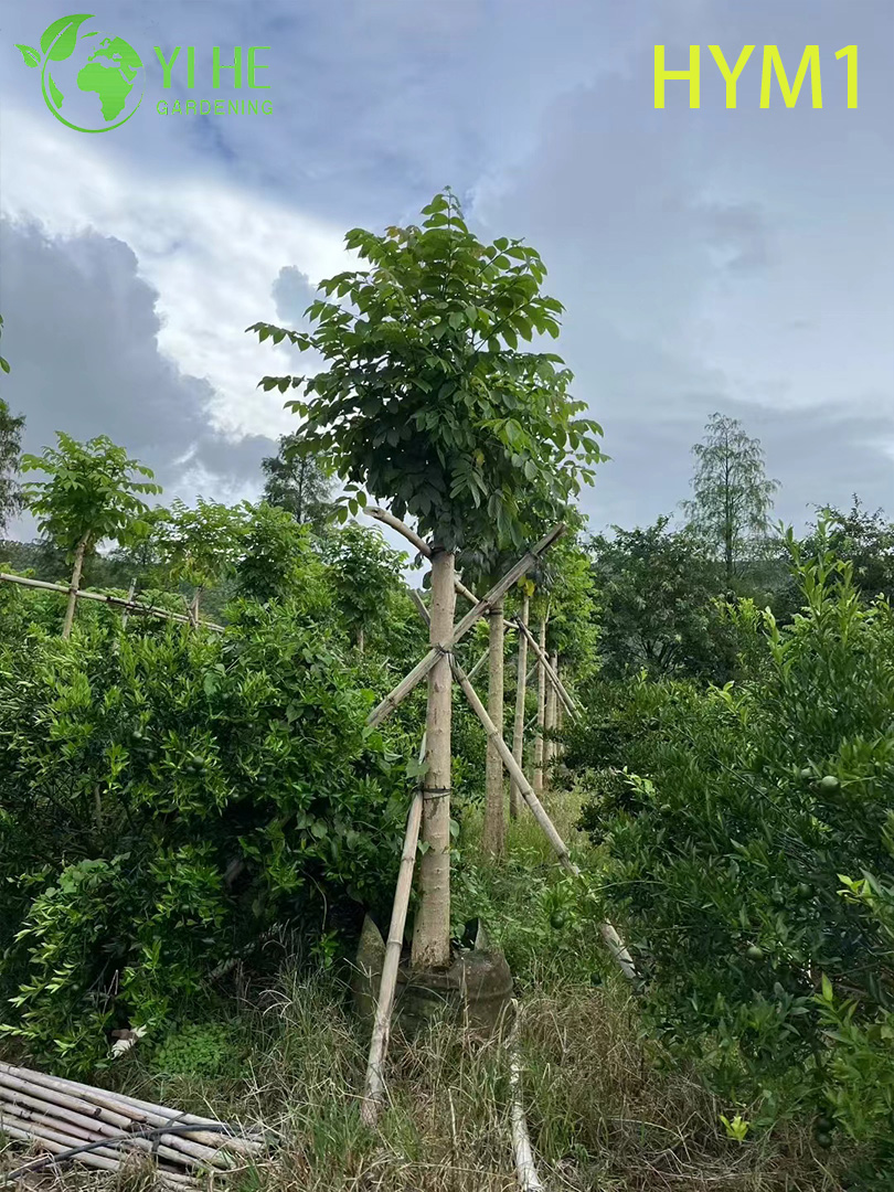 Albero fiorito ornamentale nativo di Spathodea campanulata