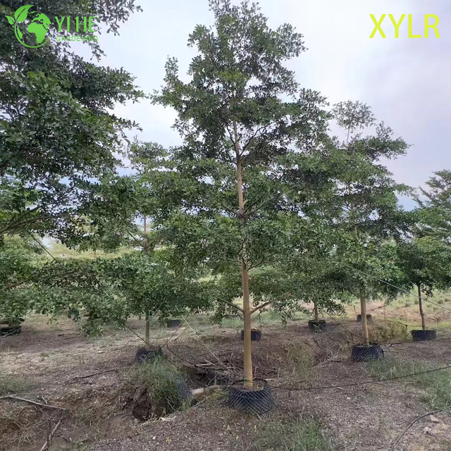 Albero ornamentale di mantaly dei Terminalia piramidali