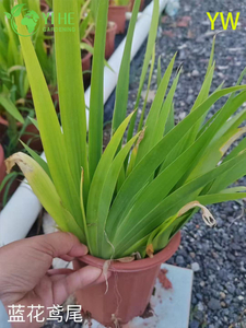 Pianta da giardino ornamentale perenne di fiori di iris all'ingrosso di esportazione di qualità premium