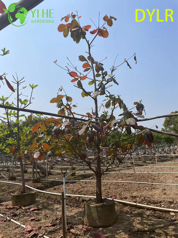 Gro&szlig;handel mit dekorativem Terminalia-Catappa-Baum, gro&szlig;bl&auml;ttrige Mandel f&uuml;r den Export im Garten- und Landschaftsbau
