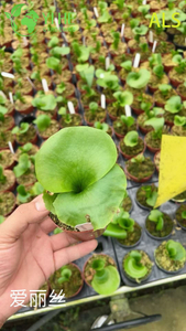 Großhandel mit Alice-Topfpflanzen für die Gartendekoration im Innen- und Außenbereich