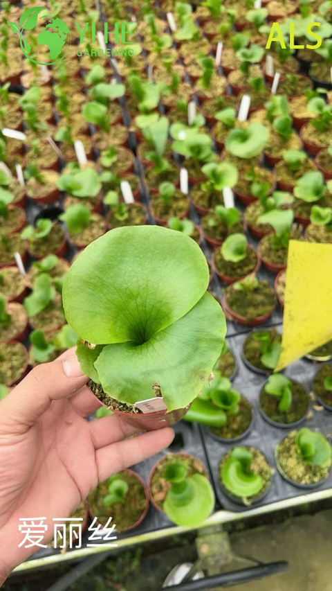 Comercio al por mayor Alice plantas en macetas para decoraci&oacute;n de jard&iacute;n interior y exterior