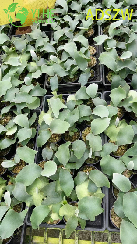 Großhandel mit Andes-Java-Topfpflanzen für den Innen- und Außenbereich, Landschaftsbau und Dekoration