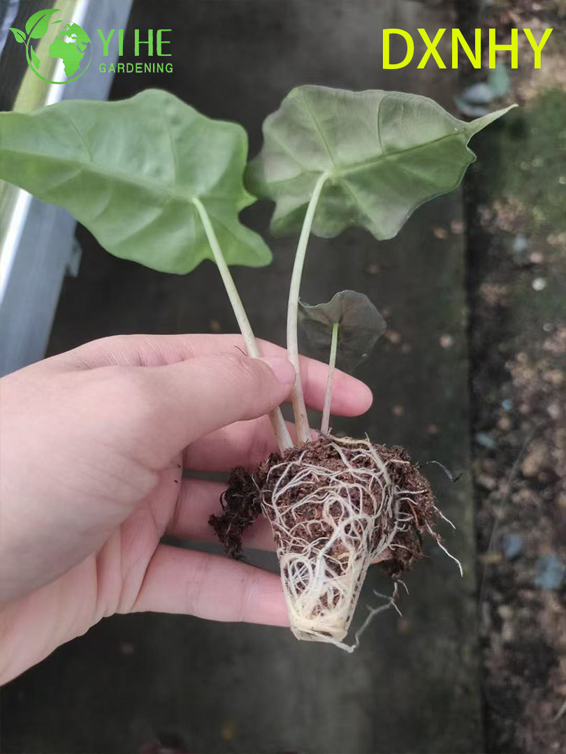 Exportaci&oacute;n al por mayor de pl&aacute;ntulas de Alocasia de hadas gigantes | Pl&aacute;ntulas de follaje ornamental tropical
