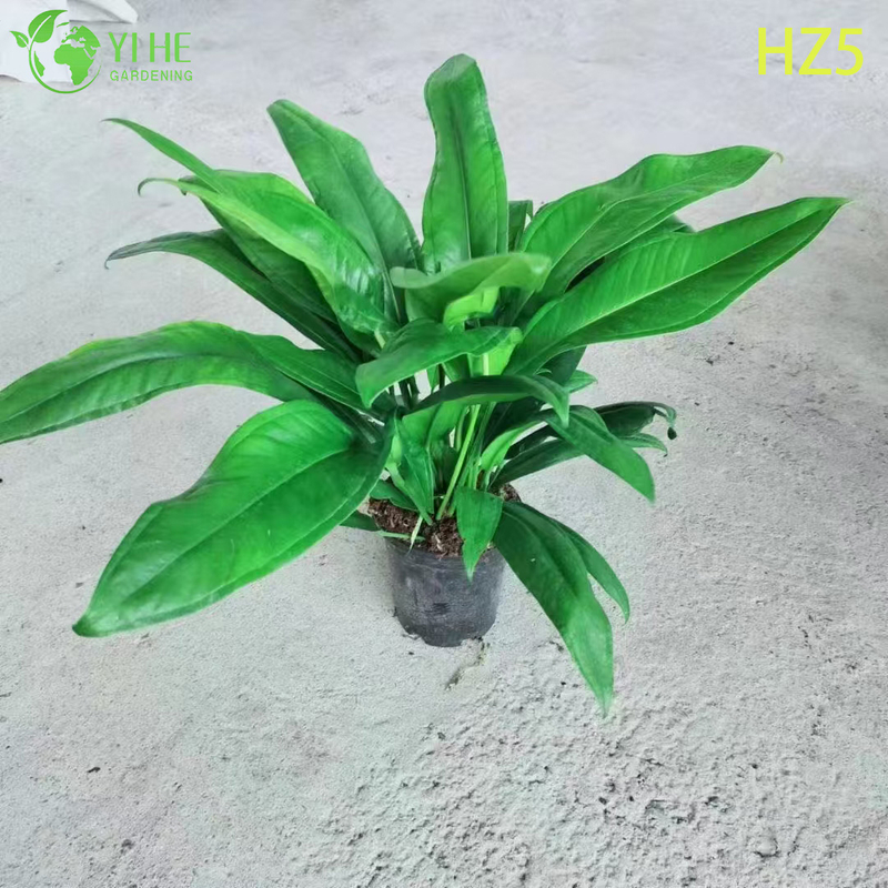 ຂາຍສົ່ງຂາຍຍົກ King/Tie ເບ້ຍ Anthurium | ເບ້ຍໄມ້ປະດັບເຂດຮ້ອນ