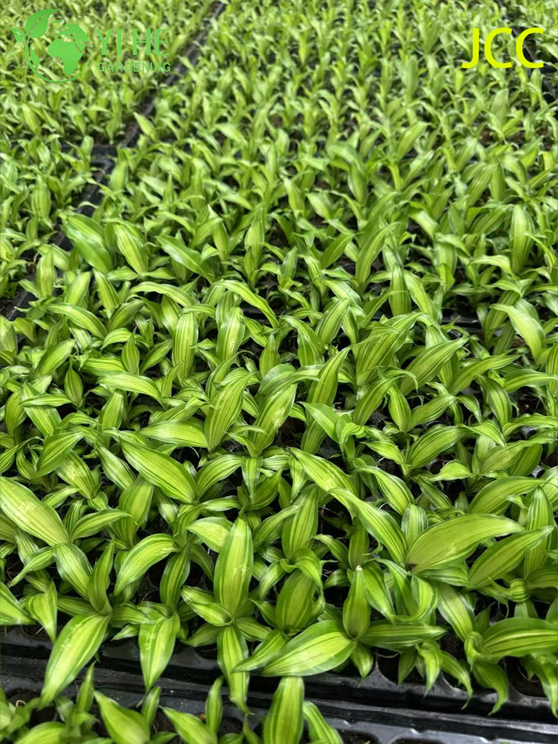 Exporta&ccedil;&atilde;o por atacado de mudas de folhagem tropical com brilho dourado | Mudas de Plantas Ornamentais