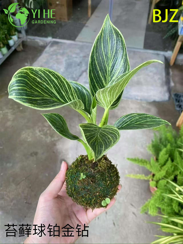 इनडोर लक्जरी पत्ते सजावट के लिए थोक प्लैटिनम डायमंड पॉटेड पौधे