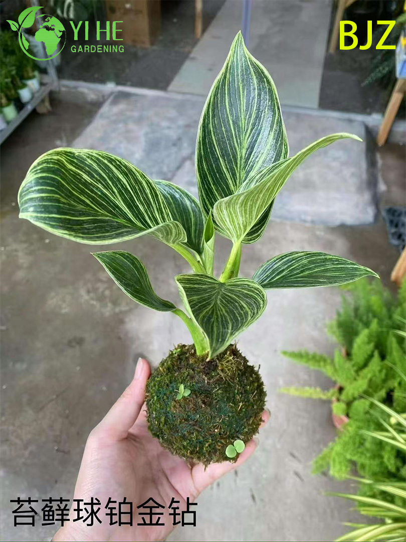 इनडोर लक्जरी पत्ते सजावट के लिए थोक प्लैटिनम डायमंड पॉटेड पौधे