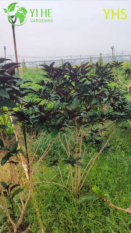 Фейерверк Дерево Декоративный Цветок Тропический Сад Растение Клеродендрум Четырехглазный