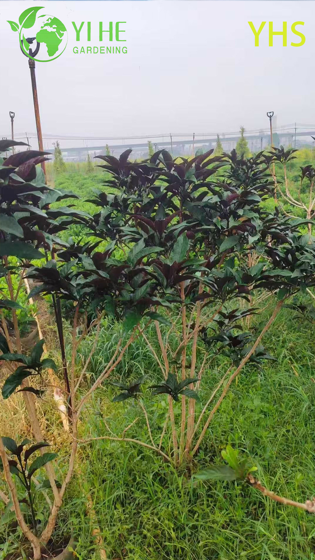 Фейерверк Дерево Декоративный Цветок Тропический Сад Растение Клеродендрум Четырехглазный