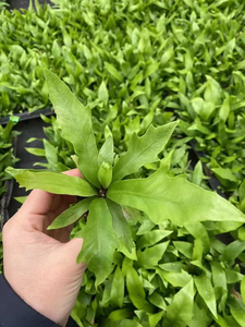 Piantina di Asplenium nidus Crospy 'Dakila'