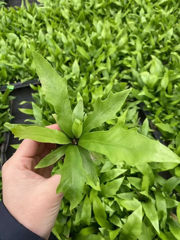 Asplenium nidus Crospy 'Dakila' plantule