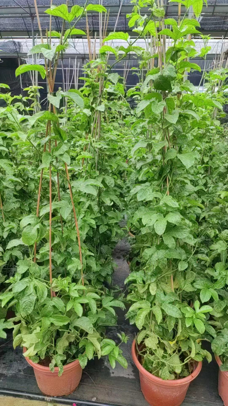 पैसिफ्लोरा एडुलिस