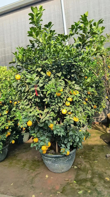  Апельсиновые деревья Citrus sinensis