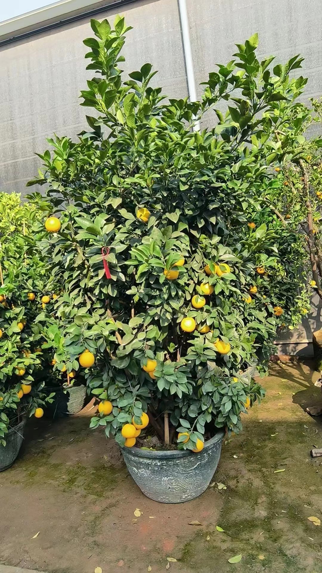  Апельсиновые деревья Citrus sinensis