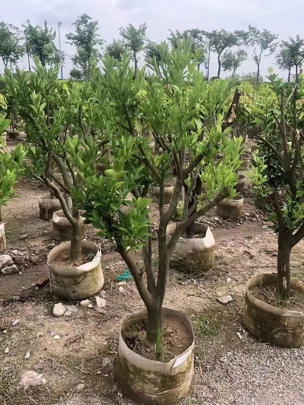  Апельсиновые деревья Citrus sinensis