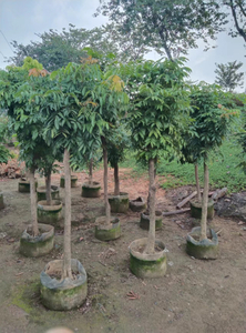 Личи китайский Sonn.