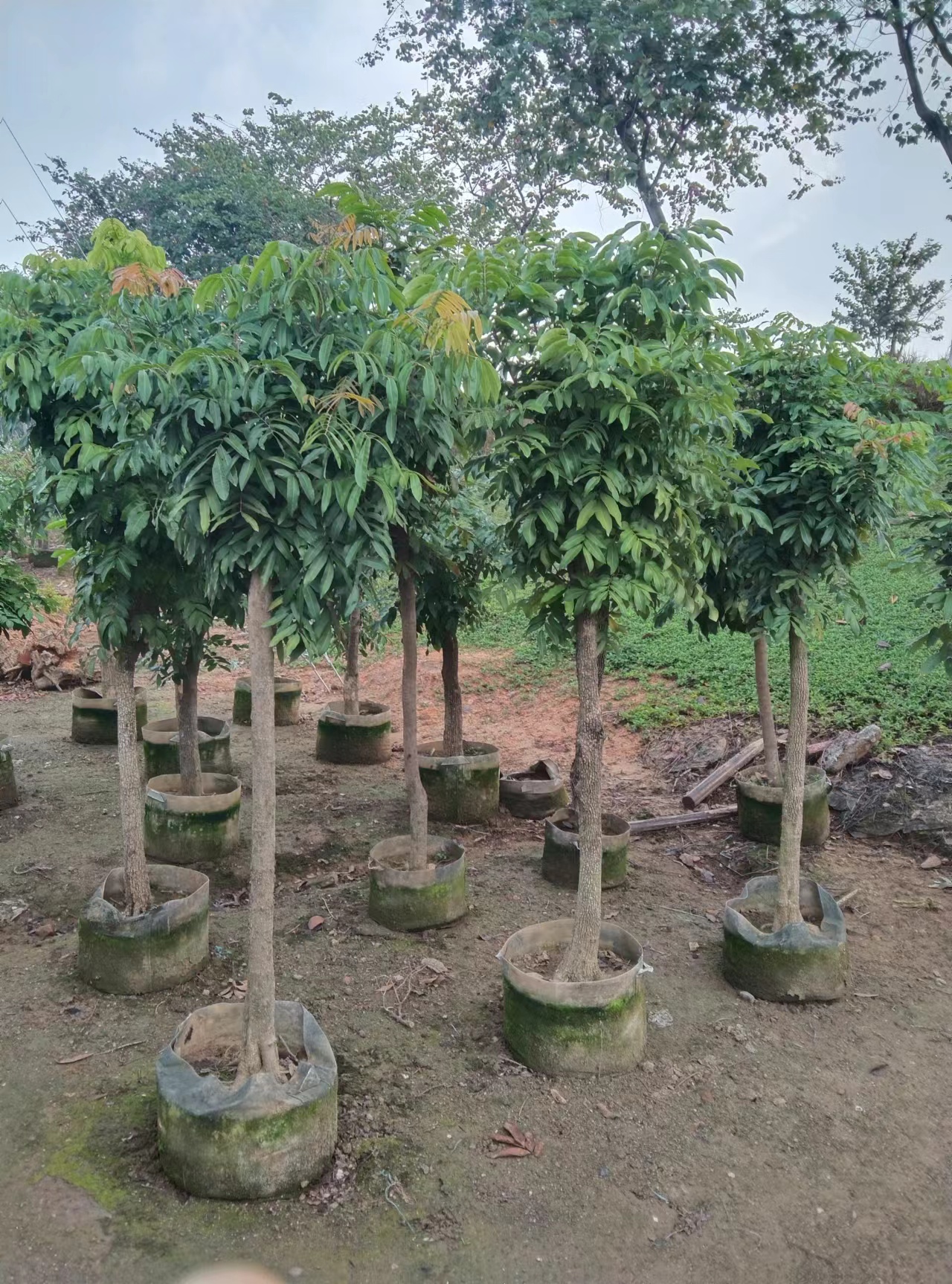 Личи китайский Sonn.