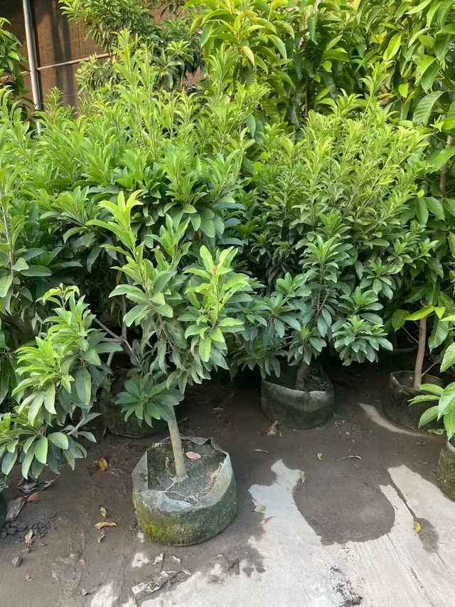 Chicozapos, Manilkara zapota (Linn.) 