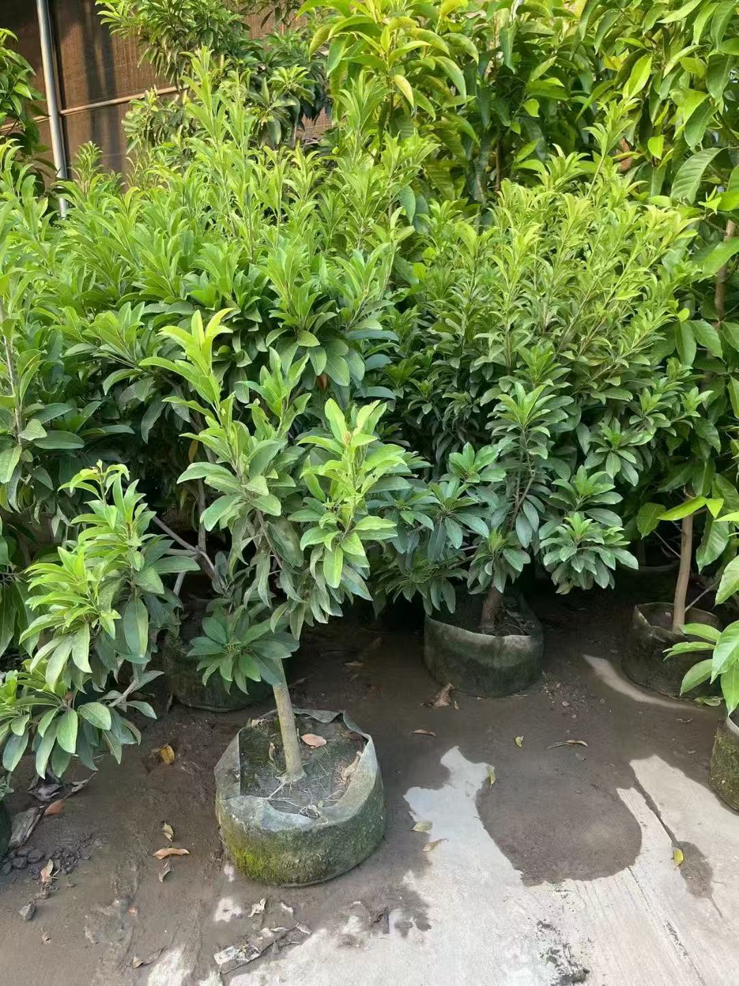 Sapodillabäume, Manilkara zapota (Linn.) 