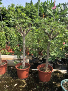 Alberi di fico,Ficus carica Linn.