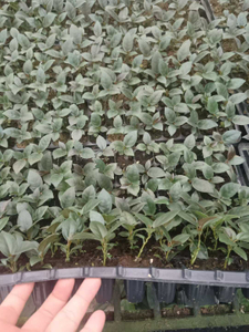 Filodendro Cardeal Negro