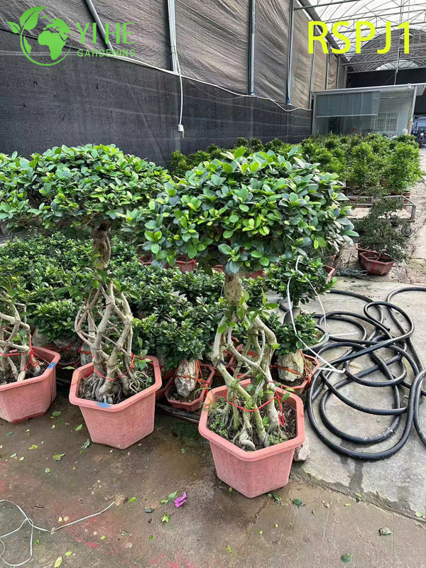 Th&acirc;n c&acirc;y dệt d&agrave;y C&acirc;y Ficus nghệ thuật cao Một c&acirc;y cảnh sống tr&ecirc;n s&agrave;n trong nh&agrave;