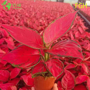 Aglaonema Sunshine Red Chinese Evergreen Live Plant para mudas internas