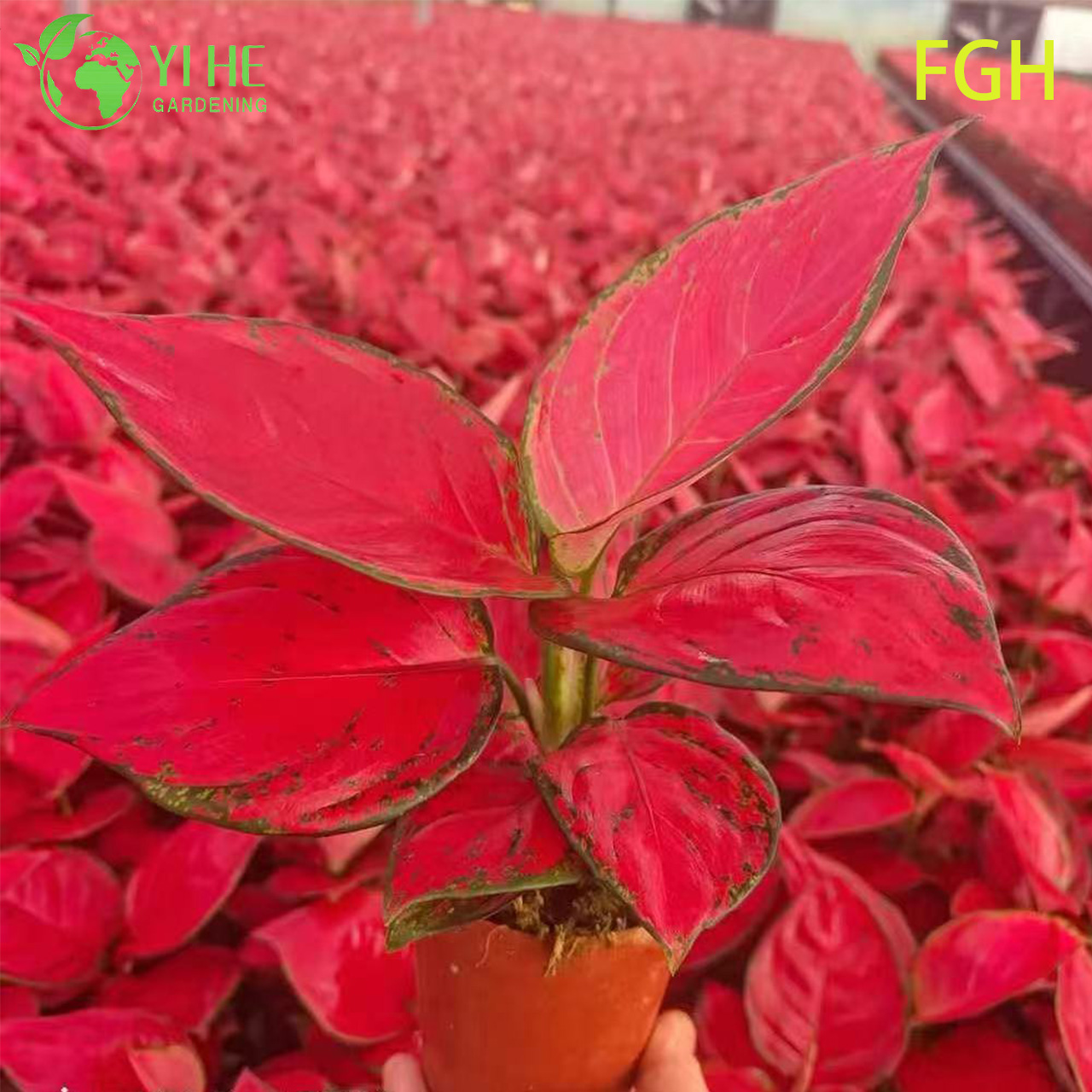 Aglaonema Sunshine Red Planta viva china de hoja perenne para pl&aacute;ntulas de interior