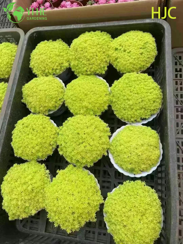 थोक गोल्डन जापानी स्टोनक्रॉप लाइव प्लांट सेडम ग्राउंडकवर बोनसाई