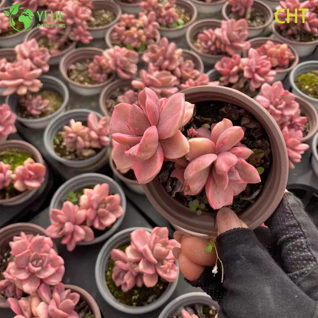 Großhandel mit lebenden Rainbow Candy Sukkulenten-Clustern für Gartenbonsai