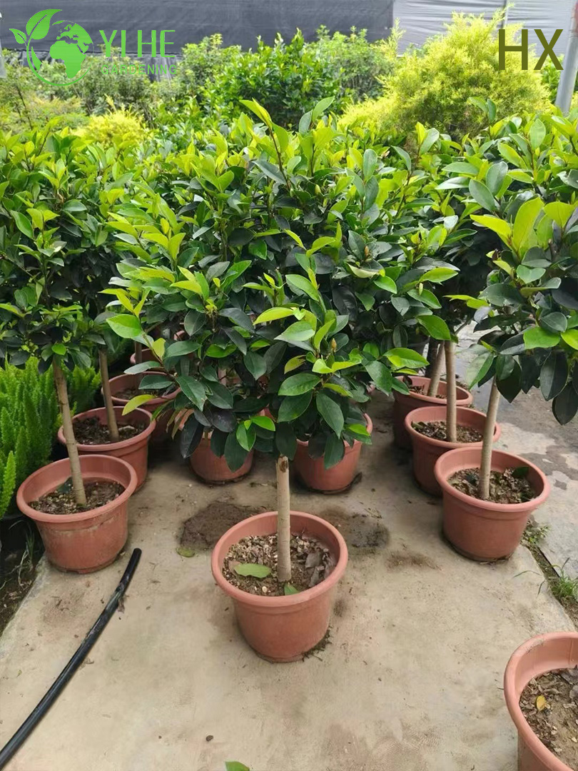 Kokulu Bah&ccedil;e Korunması Bonsai i&ccedil;in Toptan Canlı Michelia Figo Muz &Ccedil;alı