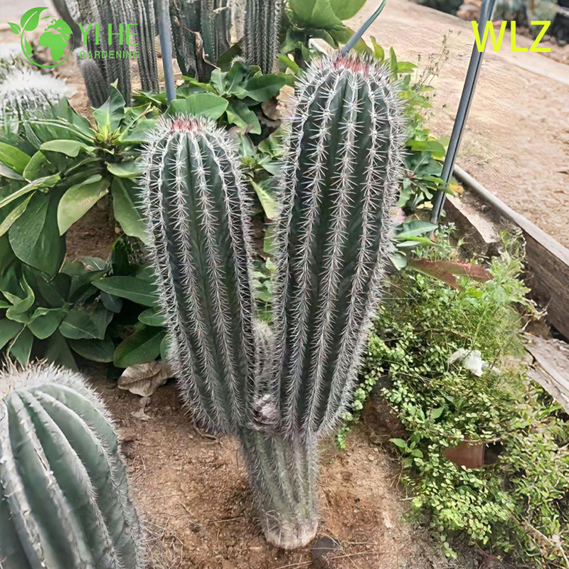 Lebender, dürretoleranter Fackelkaktus, ein hoher, säulenförmiger, silberblauer Sukkulent