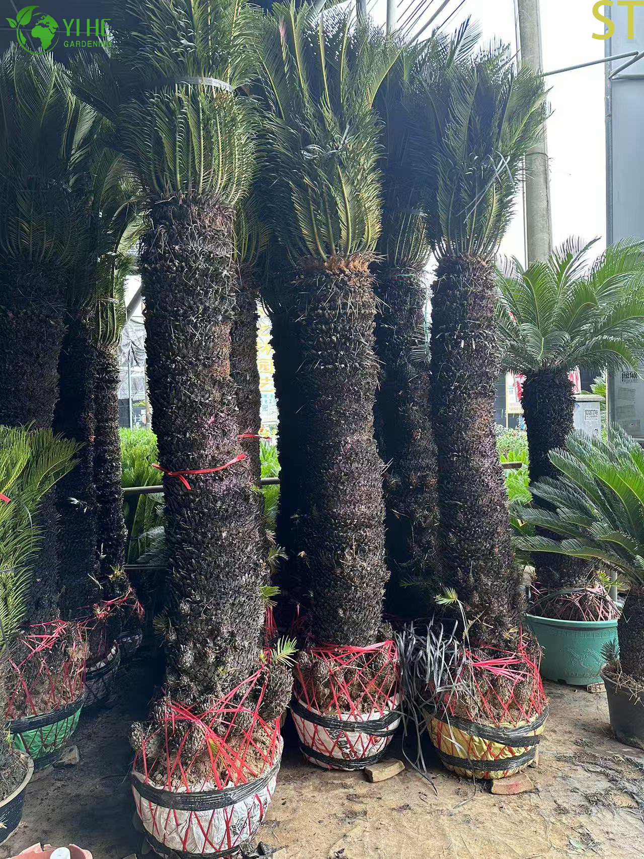 Palma da sago Cycas a stelo singolo