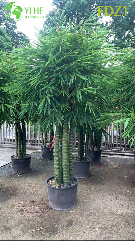 Bamb&ugrave; agglomerante della pancia del Buddha dorato vivo all'ingrosso per la progettazione del paesaggio bonsai